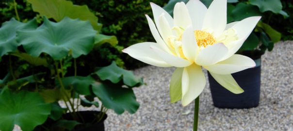 Lotus. fleur sacrée