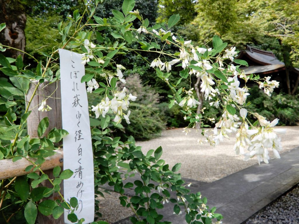 Fleurs blanches de hagi