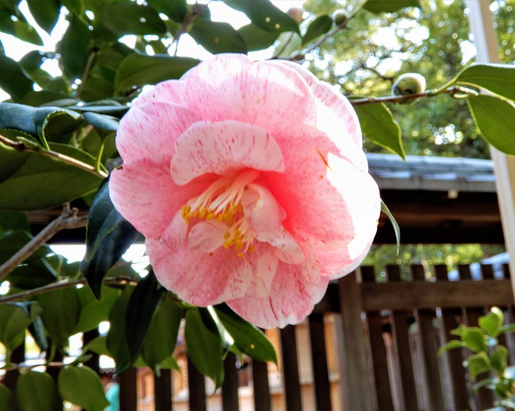 Camélia à fleurs rose pâle