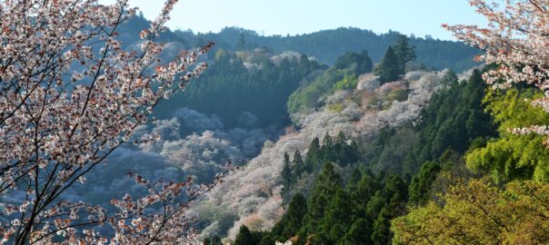 Cerisiers en fleurs du mont Yoshino
