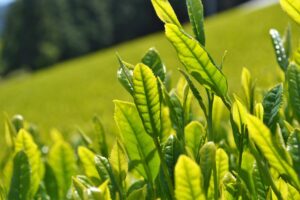 Ujitawara, berceau du thé vert japonais