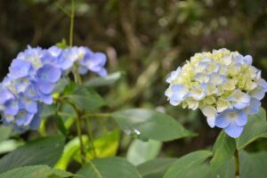 L’hortensia, star de la saison des pluies au Japon