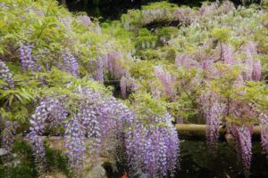 Mes spots favoris pour admirer les glycines en fleurs à Nara