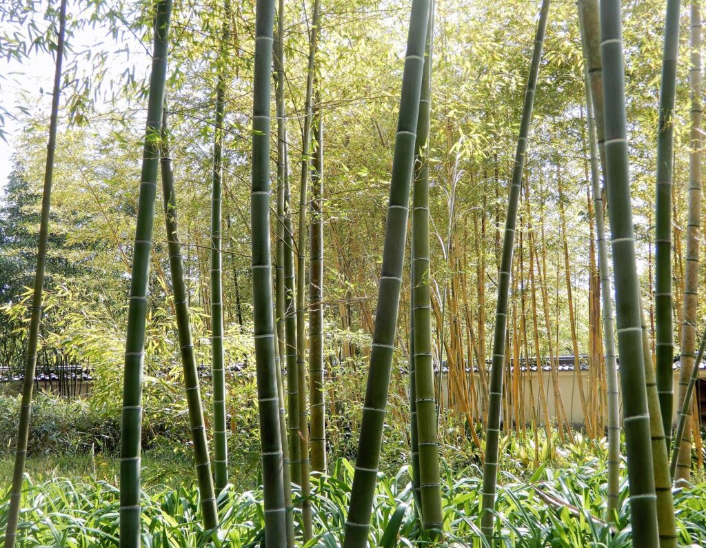 Jardin de bambous