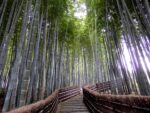 Chemin bordé de bambous