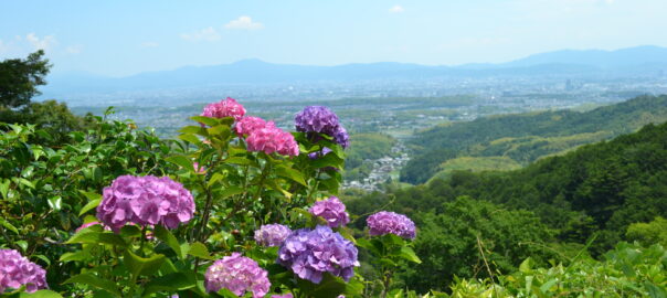 Hortensias du temple Yoshimine-dera