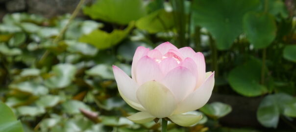 Fleur de lotus