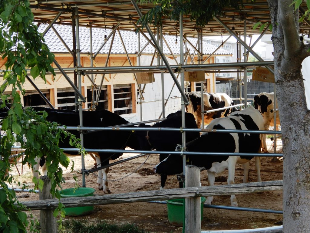 La ferme d’élevage Uemura | Japon Haute Couture