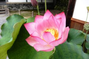 Le lotus, symbole de pureté