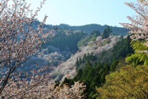 Les cerisiers du mont Yoshino