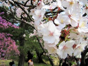 Cerisiers au temple Ninna-ji