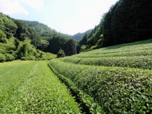 Plantation de thé à Ujitawara