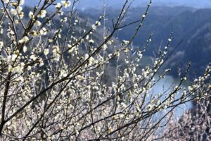 Tsukigase, le hameau parfumé aux fleurs de prunier