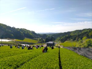 Champs de thé à Tsukigase
