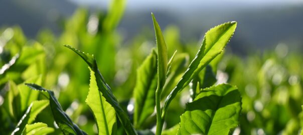 Nouvelles feuilles de thé