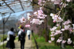 Un petit retour sur la floraison des cerisiers à Kyoto en 2025