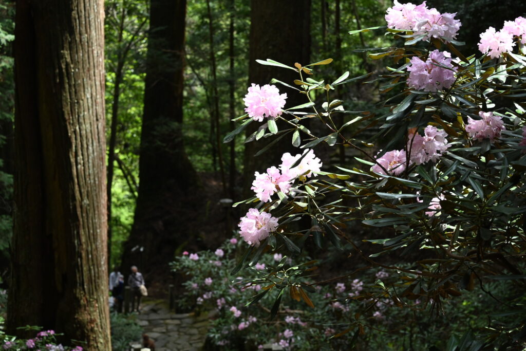 Rhododendrons