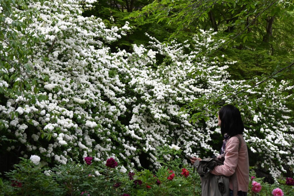 Temaribana en pleine floraison