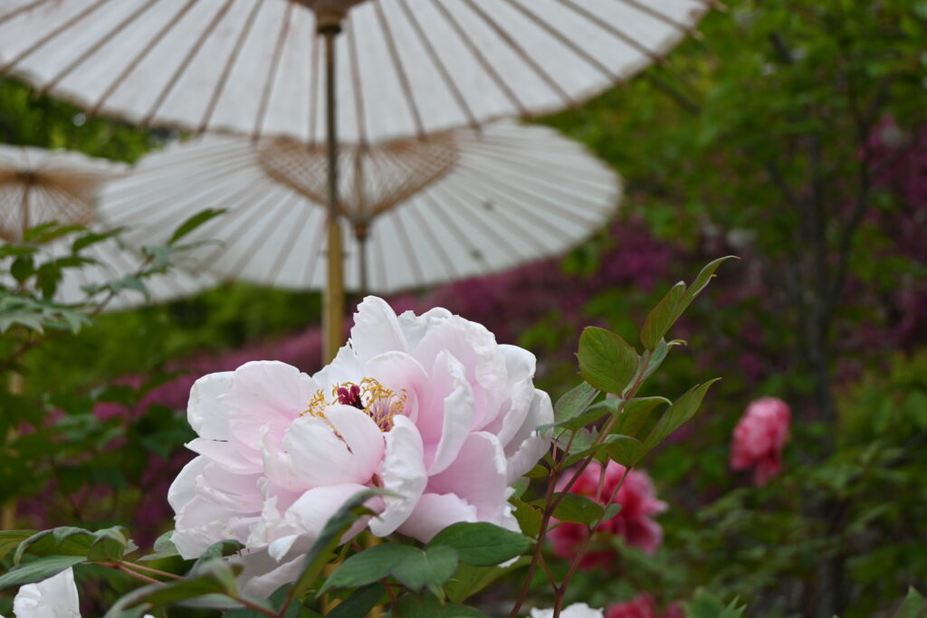 Pivoines