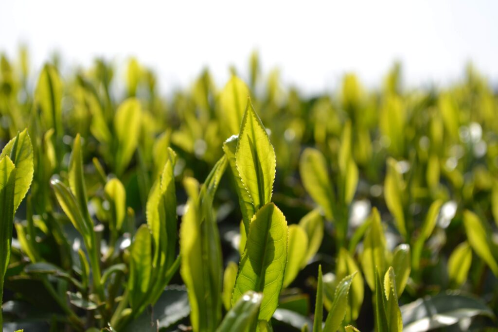 Nouvelles feuilles de thé