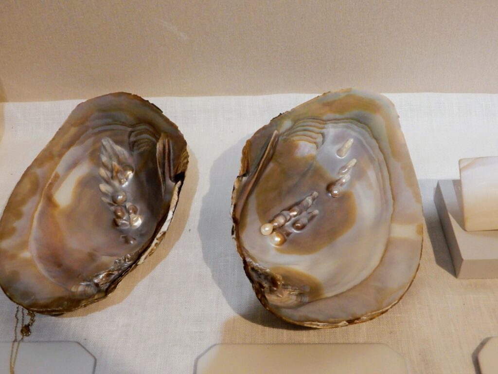 Ikechogai, un mollusque bivalve