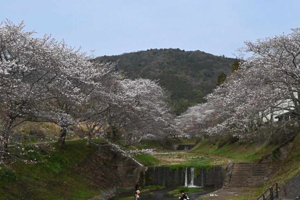 Cerisiers le long de la rivière Tamagawa