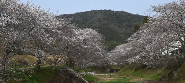 Cerisiers le long de la rivière Tamagawa