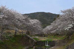 Les cerisiers dans un paysage champêtre, un moment de détente