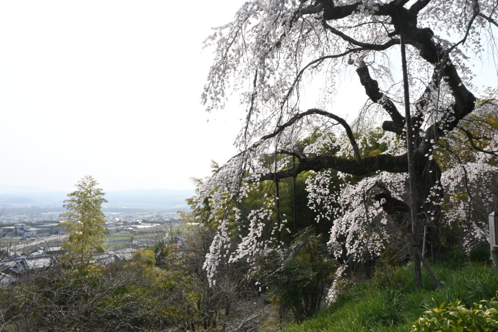 Cerisier pleureur tricentenaire