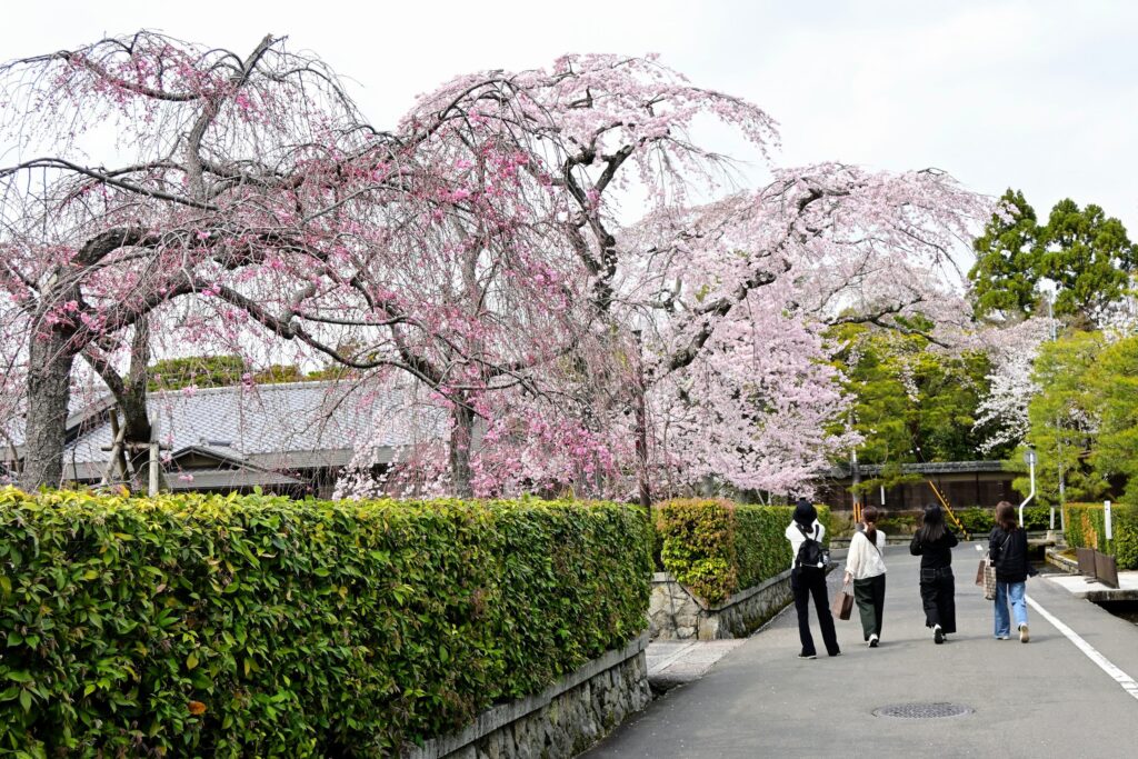 Près du pavillon Seiryu-tei