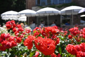 Jardin de roses