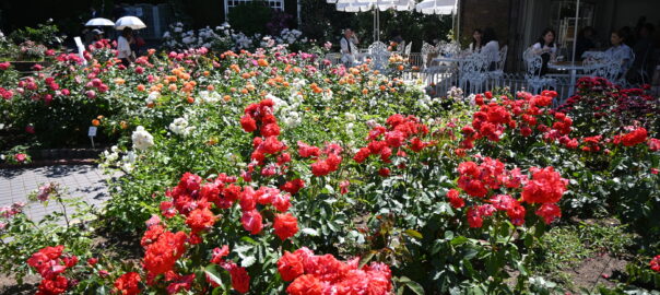 Jardin de roses