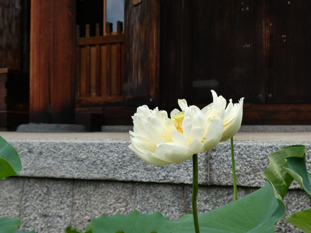Fleur de lotus