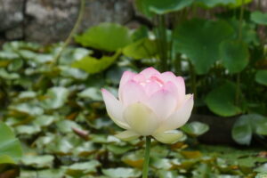 Le lotus, fraîcheur de l&rsquo;été