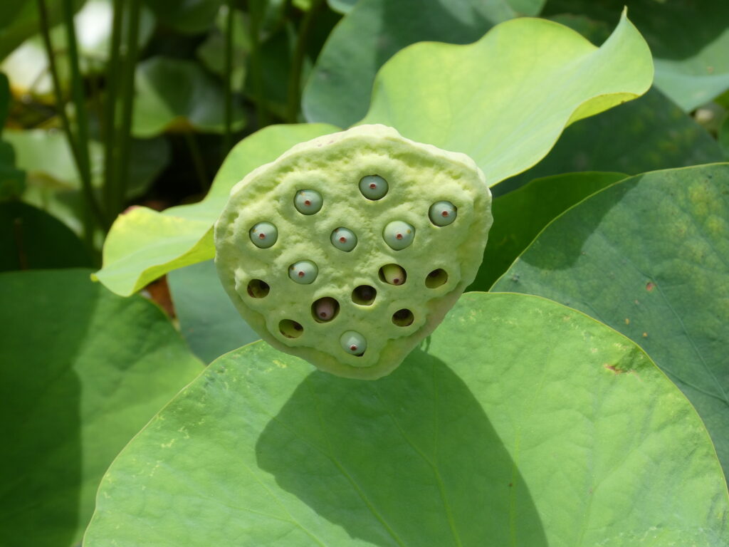 Réceptacle de la fleur