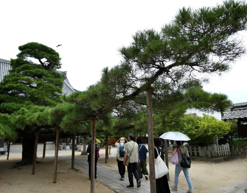 Pin âgé de 300 ans du temple Honpuku-ji